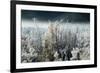 Frosty Sage Abstract IV, Grand Teton, Wyoming-null-Framed Photographic Print