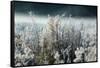 Frosty Sage Abstract IV, Grand Teton, Wyoming-null-Framed Stretched Canvas