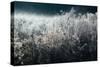 Frosty Sage Abstract V, Grand Teton, Wyoming-null-Stretched Canvas