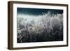 Frosty Sage Abstract V, Grand Teton, Wyoming-null-Framed Photographic Print