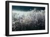 Frosty Sage Abstract V, Grand Teton, Wyoming-null-Framed Photographic Print