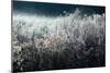 Frosty Sage Abstract V, Grand Teton, Wyoming-null-Mounted Photographic Print