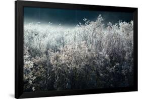 Frosty Sage Abstract V, Grand Teton, Wyoming-null-Framed Photographic Print