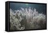 Frosty Sage Abstract VI, Grand Teton, Wyoming-null-Framed Stretched Canvas