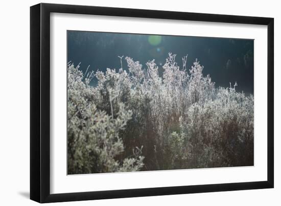 Frosty Sage Abstract VI, Grand Teton, Wyoming-null-Framed Photographic Print