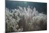 Frosty Sage Abstract VI, Grand Teton, Wyoming-null-Mounted Photographic Print