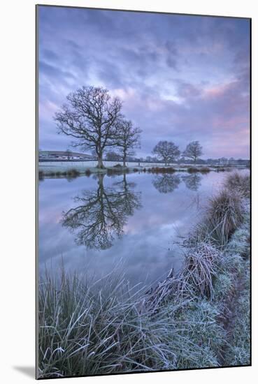 Frosty Winter Morning Beside a Rural Pond, Morchard Road, Devon, England. Winter (January)-Adam Burton-Mounted Photographic Print