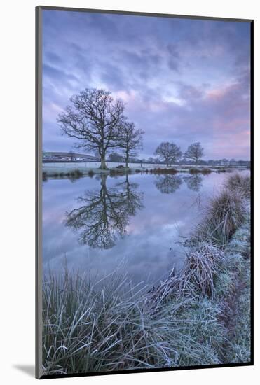 Frosty Winter Morning Beside a Rural Pond, Morchard Road, Devon, England. Winter (January)-Adam Burton-Mounted Photographic Print