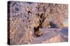 Frosty Winter Scene, Snow-Covered Landscape-null-Stretched Canvas