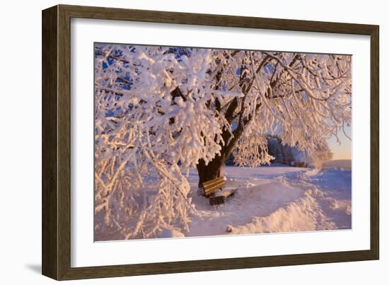 Frosty Winter Scene, Snow-Covered Landscape-null-Framed Photographic Print