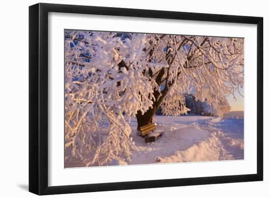 Frosty Winter Scene, Snow-Covered Landscape-null-Framed Photographic Print