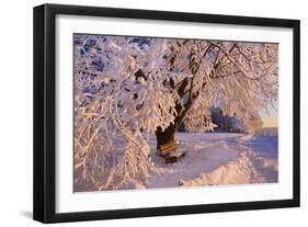 Frosty Winter Scene, Snow-Covered Landscape-null-Framed Photographic Print