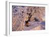 Frosty Winter Scene, Snow-Covered Landscape-null-Framed Photographic Print