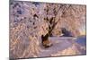 Frosty Winter Scene, Snow-Covered Landscape-null-Mounted Photographic Print