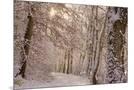 Wood Mount