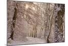 Wood Mount