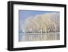 Frosty Winter Trees-mady70-Framed Photographic Print