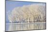 Frosty Winter Trees-mady70-Mounted Photographic Print