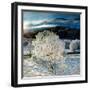 Frosty Winter Wonderland Near Glenfinnan, Lochaber-Dennis Hardley-Framed Photographic Print