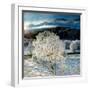 Frosty Winter Wonderland Near Glenfinnan, Lochaber-Dennis Hardley-Framed Photographic Print