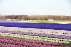Colorful Fields-Frouwina H. van Hateren-Laminated Photographic Print