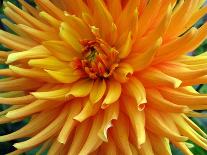 Dahlia-Frouwina H. van Hateren-Mounted Photographic Print