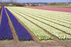 Colorful Fields-Frouwina H. van Hateren-Photographic Print