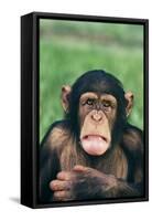 Frowning Chimpanzee-DLILLC-Framed Stretched Canvas