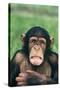 Frowning Chimpanzee-DLILLC-Stretched Canvas