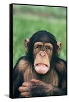Frowning Chimpanzee-DLILLC-Framed Stretched Canvas