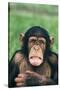 Frowning Chimpanzee-DLILLC-Stretched Canvas