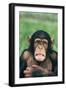 Frowning Chimpanzee-DLILLC-Framed Photographic Print