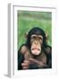 Frowning Chimpanzee-DLILLC-Framed Photographic Print