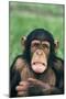 Frowning Chimpanzee-DLILLC-Mounted Photographic Print