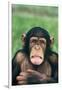 Frowning Chimpanzee-DLILLC-Framed Photographic Print
