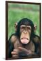 Frowning Chimpanzee-DLILLC-Framed Photographic Print