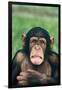 Frowning Chimpanzee-DLILLC-Framed Photographic Print