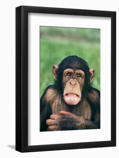 Frowning Chimpanzee-DLILLC-Framed Photographic Print