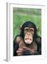 Frowning Chimpanzee-DLILLC-Framed Photographic Print