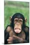 Frowning Chimpanzee-DLILLC-Mounted Photographic Print