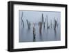 Frozen and foggy world ........-Piet Haaksma-Framed Photographic Print