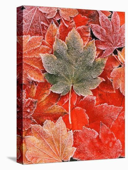 Frozen Autumn Leaves, Close-Up-Stuart Westmorland-Stretched Canvas