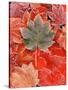 Frozen Autumn Leaves, Close-Up-Stuart Westmorland-Stretched Canvas