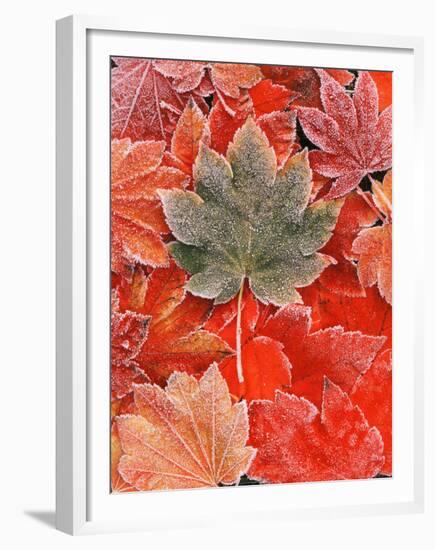 Frozen Autumn Leaves, Close-Up-Stuart Westmorland-Framed Premium Photographic Print