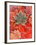 Frozen Autumn Leaves, Close-Up-Stuart Westmorland-Framed Premium Photographic Print