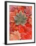 Frozen Autumn Leaves, Close-Up-Stuart Westmorland-Framed Premium Photographic Print