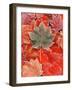 Frozen Autumn Leaves, Close-Up-Stuart Westmorland-Framed Photographic Print