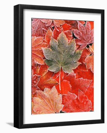 Frozen Autumn Leaves, Close-Up-Stuart Westmorland-Framed Photographic Print