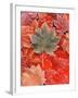 Frozen Autumn Leaves, Close-Up-Stuart Westmorland-Framed Photographic Print