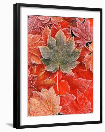 Frozen Autumn Leaves, Close-Up-Stuart Westmorland-Framed Photographic Print